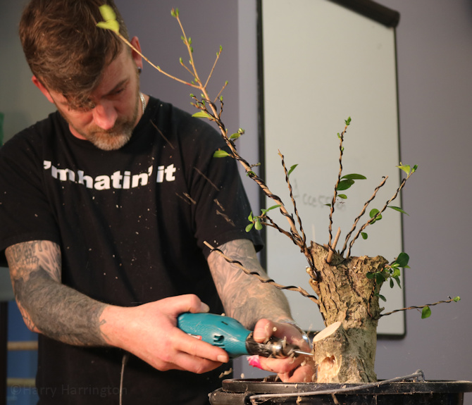 privet bonsai carving